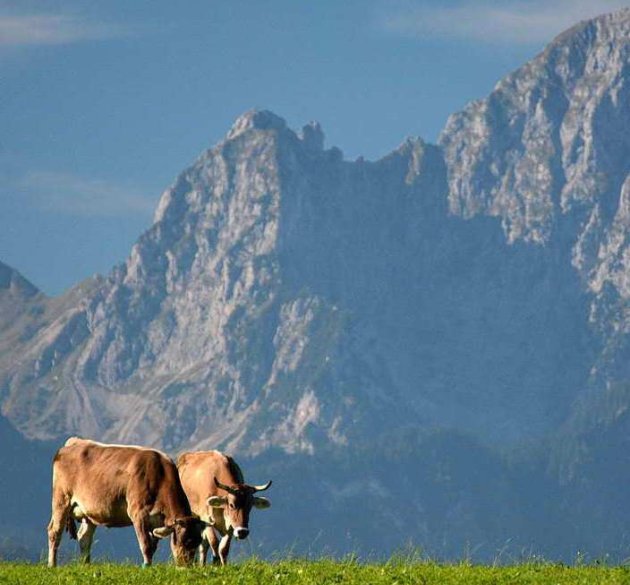 Wiesen, Berge und Kühe - ein Allgäubild