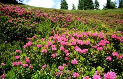 Die Alpenrosen blühen